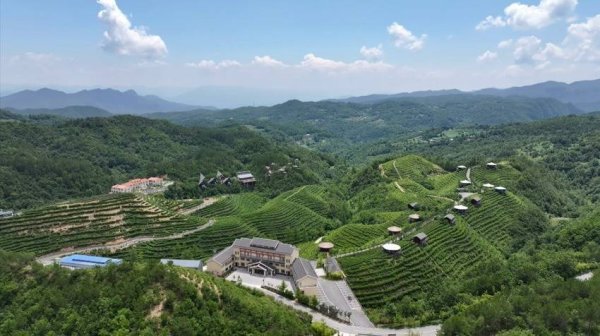 亚金配资 再添“省级名片”！保康10万亩茶园跻身省级优质生产基地